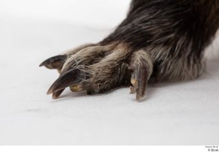 Nutria foot 0008.jpg